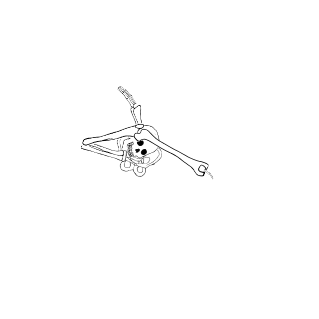 Dem bones dem bones dem – dry bones!