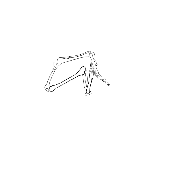 Dem bones dem bones dem – dry bones!