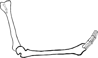 Dem bones dem bones dem – dry bones!
