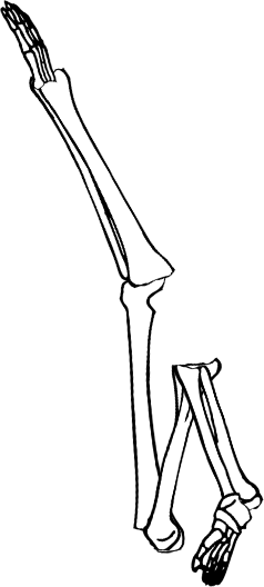 Dem bones dem bones dem – dry bones!