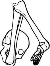 Dem bones dem bones dem – dry bones!