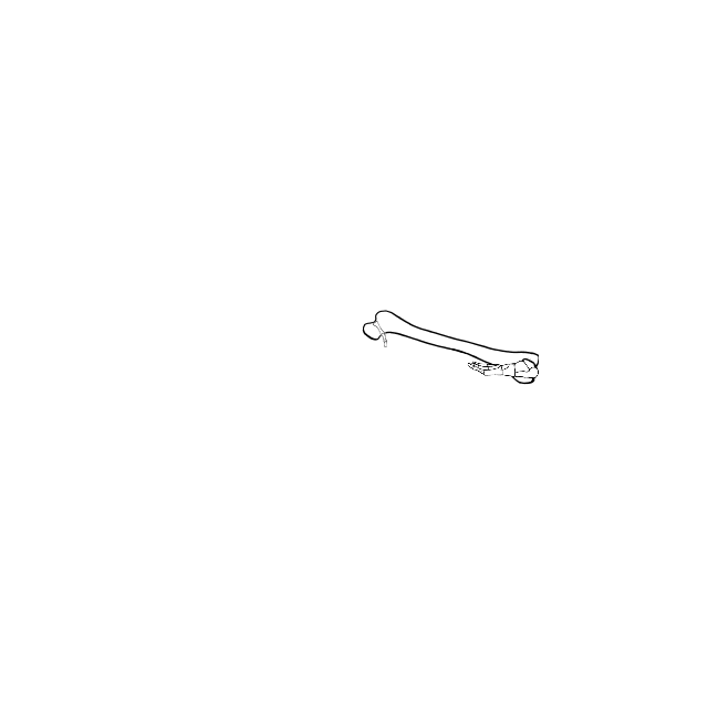 Dem bones dem bones dem – dry bones!