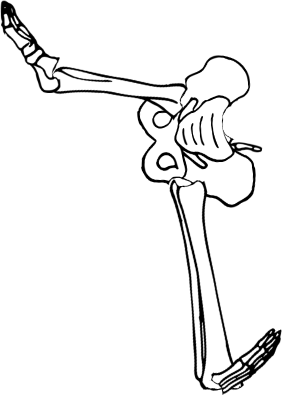 Dem bones dem bones dem – dry bones!