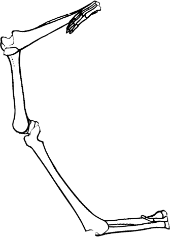 Dem bones dem bones dem – dry bones!