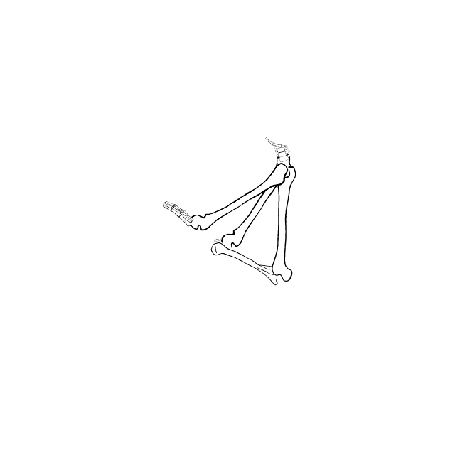 Dem bones dem bones dem – dry bones!