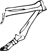 Dem bones dem bones dem – dry bones!