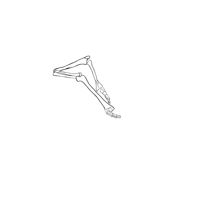 Dem bones dem bones dem – dry bones!