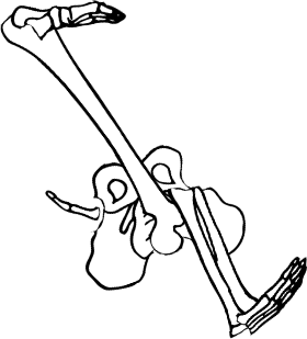 Dem bones dem bones dem – dry bones!