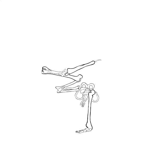 Dem bones dem bones dem – dry bones!