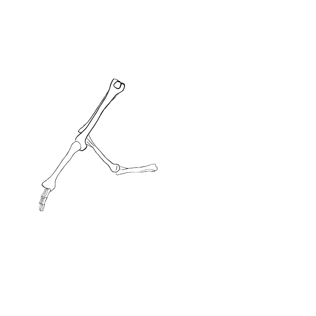 Dem bones dem bones dem – dry bones!