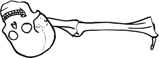 Dem bones dem bones dem – dry bones!