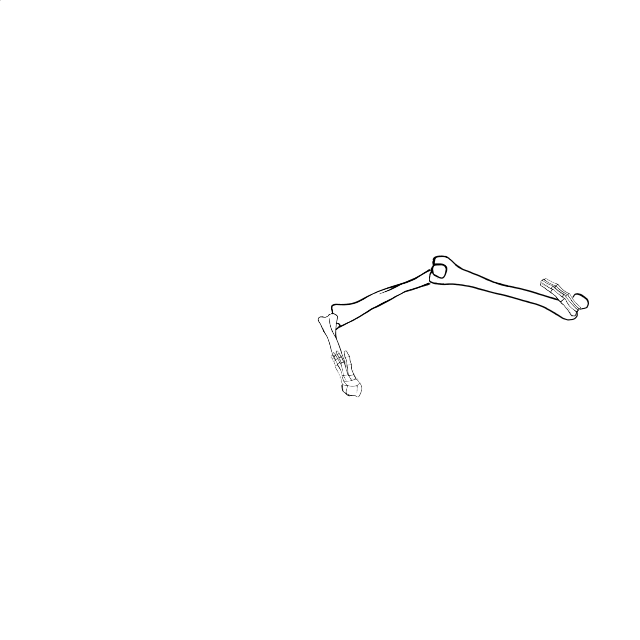 Dem bones dem bones dem – dry bones!
