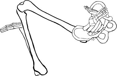 Dem bones dem bones dem – dry bones!