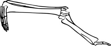 Dem bones dem bones dem – dry bones!