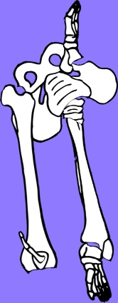 Dem bones dem bones dem – dry bones!