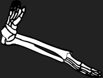 Dem bones dem bones dem – dry bones!