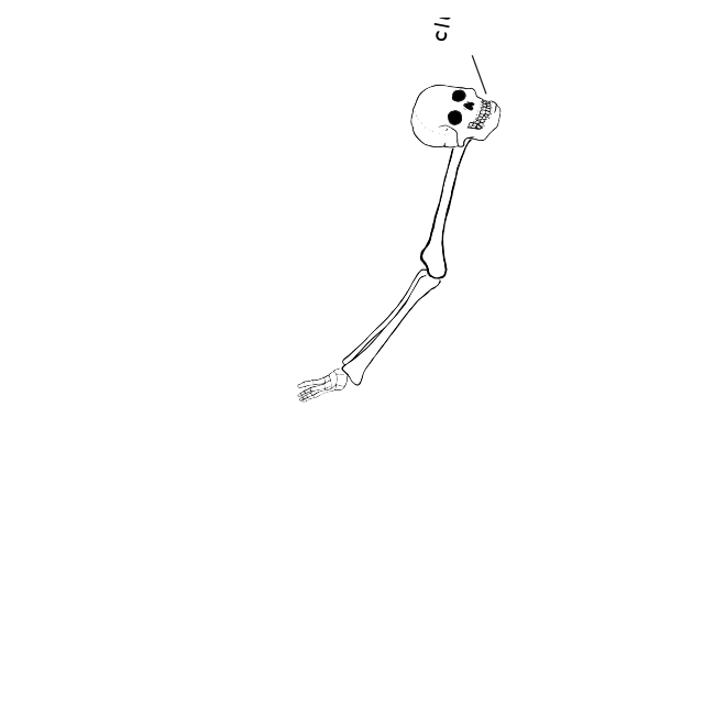 Dem bones dem bones dem – dry bones!