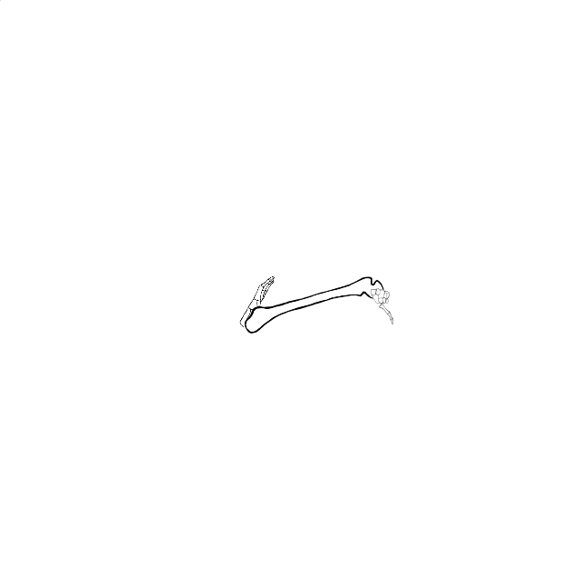 Dem bones dem bones dem – dry bones!