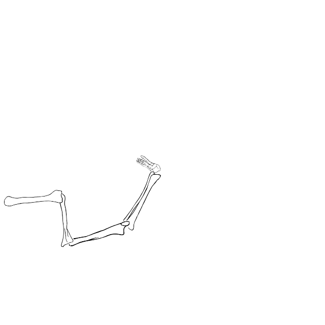 Dem bones dem bones dem – dry bones!