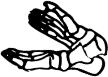 Dem bones dem bones dem – dry bones!