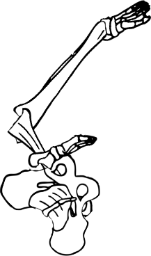 Dem bones dem bones dem – dry bones!