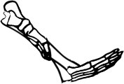 Dem bones dem bones dem – dry bones! Dem bones dem bones dem – extra bones!