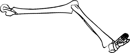 Dem bones dem bones dem – dry bones!