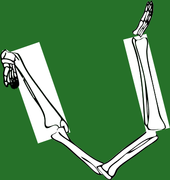 Dem bones dem bones dem – dry bones!
