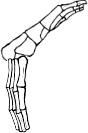 Dem bones dem bones dem – dry bones!