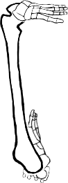Dem bones dem bones dem – dry bones!