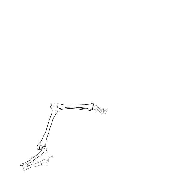 Dem bones dem bones dem – dry bones!