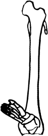 Dem bones dem bones dem – dry bones!
