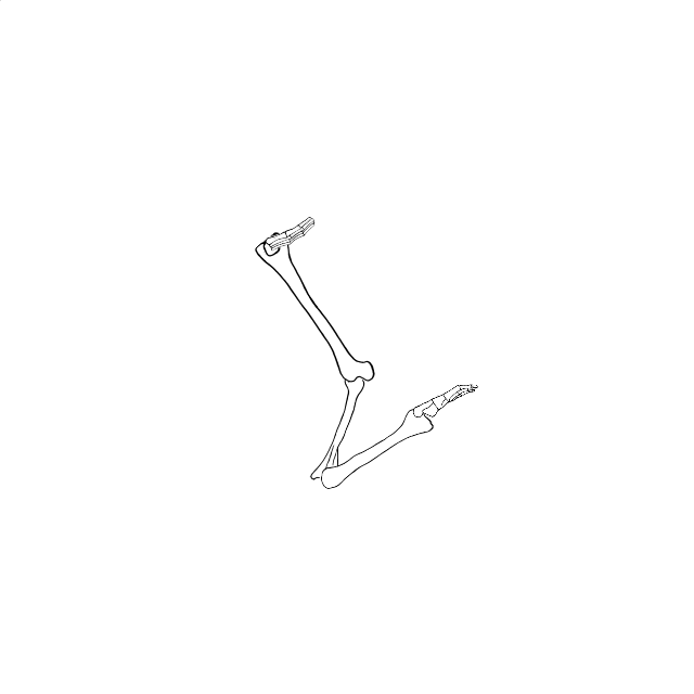 Dem bones dem bones dem – dry bones!