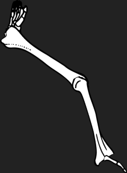 Dem bones dem bones dem – dry bones!