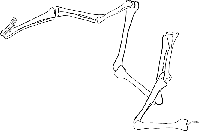 Dem bones dem bones dem – dry bones!