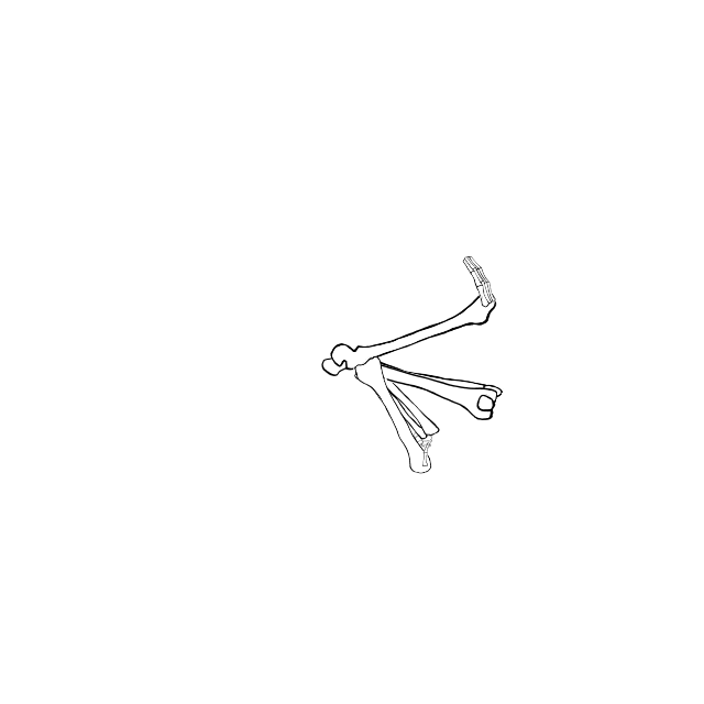 Dem bones dem bones dem – dry bones!
