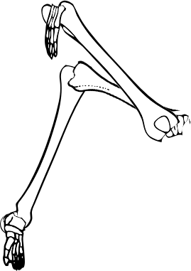 Dem bones dem bones dem – dry bones!