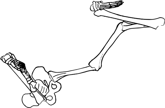 Dem bones dem bones dem – dry bones!