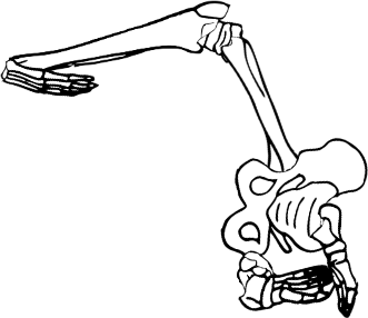 Dem bones dem bones dem – dry bones!
