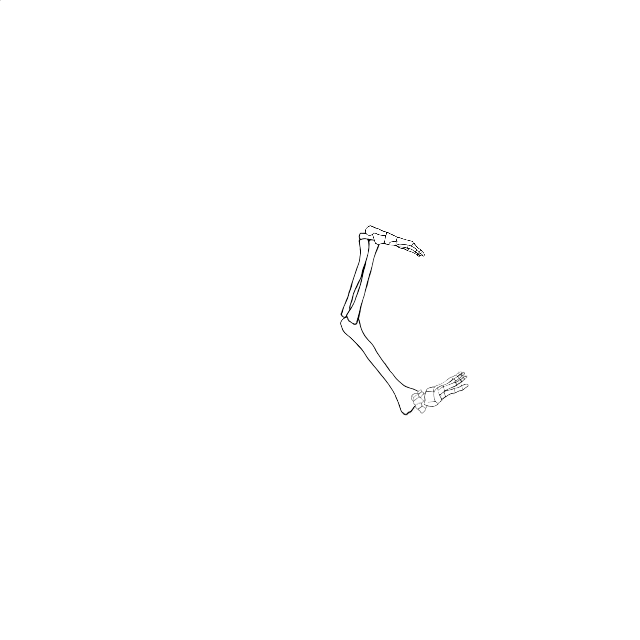 Dem bones dem bones dem – dry bones!