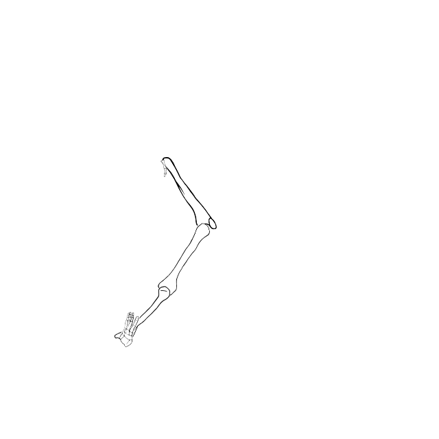 Dem bones dem bones dem – dry bones!
