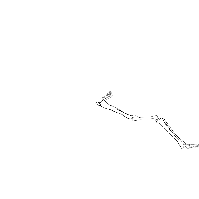 Dem bones dem bones dem – dry bones!