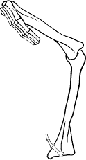 Dem bones dem bones dem – dry bones!