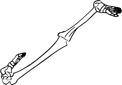 Dem bones dem bones dem – dry bones!