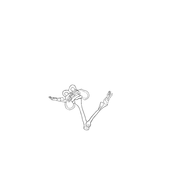 Dem bones dem bones dem – dry bones!