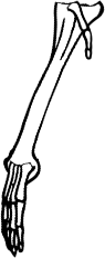 Dem bones dem bones dem – dry bones!