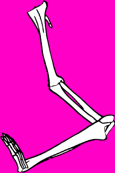Dem bones dem bones dem – dry bones!