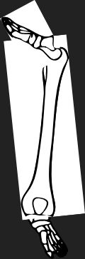 Dem bones dem bones dem – dry bones!  | Dem bones dem bones dem – extra bones!