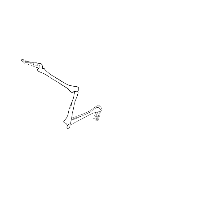 Dem bones dem bones dem – dry bones!