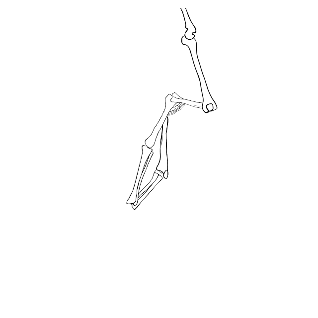 Dem bones dem bones dem – dry bones!